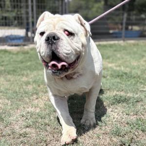 A white bulldog walking on grass with a leash attached to its collar.