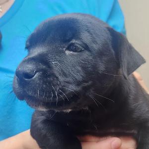 Filet Mignon-2465, Black Labrador Retriever / Mixed Breed, puppy, available for adoption