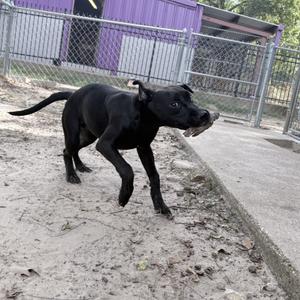 black dog walking on a dirt path