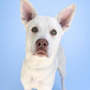 Butterball Boyd, Akita / Husky, adult, available for adoption