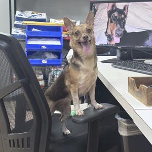 ChiChi, Chihuahua, adult, available for adoption