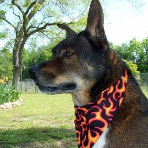 Dusty, Shepherd / Mixed Breed, senior, available for adoption