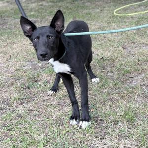 Ellie, Collie, young, available for adoption
