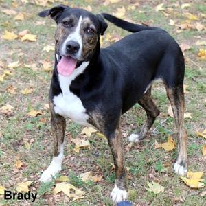 Brady, Hound, senior, available for adoption