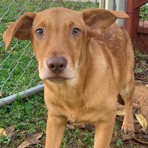 Charly, Mixed Breed, young, available for adoption