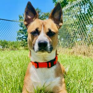 Cowboy, Corgi, Cardigan Welsh, adult, available for adoption