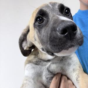 Bronco-2267, Husky, adult, available for adoption