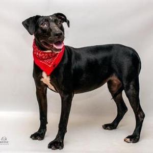 Biddy, Labrador Retriever / Mixed Breed, adult, available for adoption