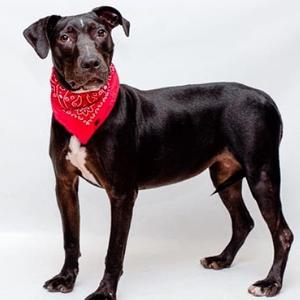 A black dog wearing a red bandana stands against a white background.