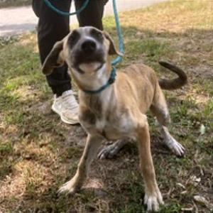Bronco-2267, Husky / American Bulldog, puppy, available for adoption