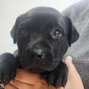 Birria-2235, Black Labrador Retriever / Mixed Breed, puppy, available for adoption