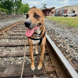 Bruce, Mixed Breed (Medium), adult, available for adoption