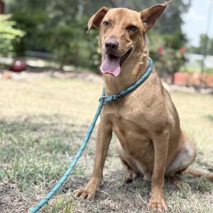 Charly, Mixed Breed (Medium), adult, available for adoption