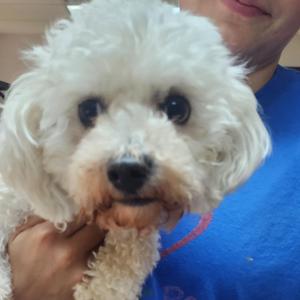Cosmo, Bichon Frise, adult, available for adoption