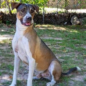 Buddy, Shepherd, adult, available for adoption