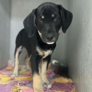 CeCe, Standard Schnauzer / Terrier, puppy, available for adoption
