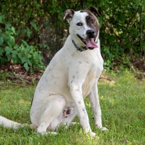 Bandit, Cattle Dog, Australian (Blue Heeler), adult, available for adoption