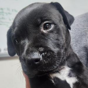 Angus-5958, Black Labrador Retriever / Mixed Breed, puppy, available for adoption