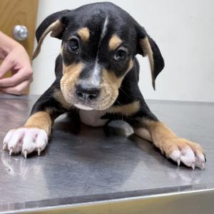Ace-5087, Rottweiler, puppy, available for adoption