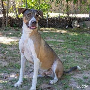 Buddy, Shepherd / Hound, adult, available for adoption