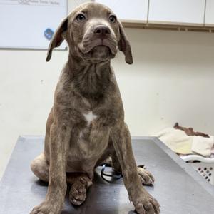 Argos-4745, Mixed Breed (Medium), puppy, available for adoption