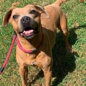 Chong, Pit Bull Terrier / Mixed Breed, senior, available for adoption