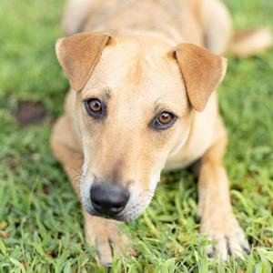 A light brown dog with floppy ears lying on green grass, looking directly at the camera.