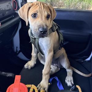 Clarabelle-4897, Great Dane / Boerboel, puppy, available for adoption