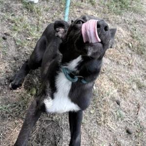 Carl, Collie, young, available for adoption