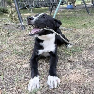a black and white dog lying on the ground with a stick in its mouth