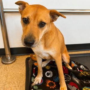 Baby, Mixed Breed, adult, available for adoption