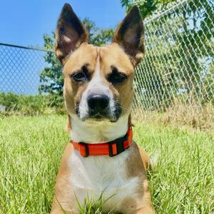 Cowboy, Cardigan Welsh Corgi, adult, available for adoption