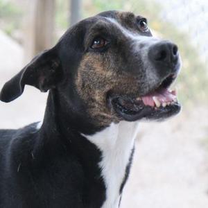 Brady, Hound / Mixed Breed, adult, available for adoption