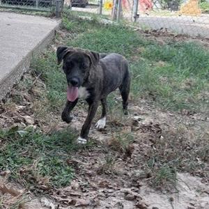 A black and gray dog with white paws is walking on a grassy area with some leaves scattered around. The dog has its tongue out and appears to be in motion. In the background, there is a concrete path and a fence.