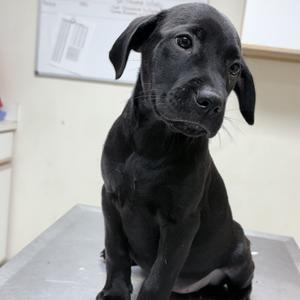 Circe-4624, Mixed Breed (Medium), puppy, available for adoption