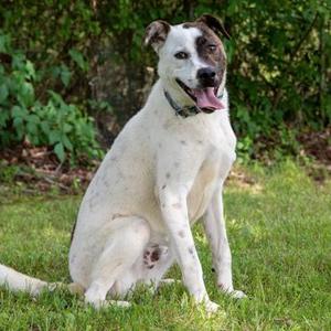 Bandit, Australian Cattle Dog / Blue Heeler / Mixed Breed, adult, available for adoption