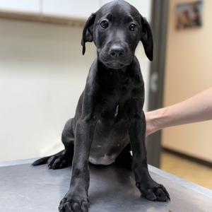 Athena-4495, Mixed Breed (Medium), puppy, available for adoption