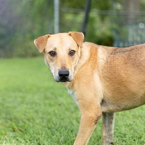 Chuck, Labrador Retriever / Mixed Breed, adult, available for adoption
