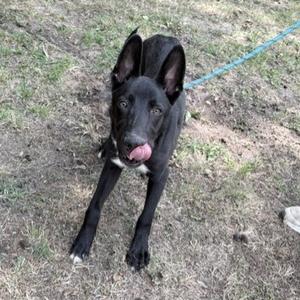 A black dog with a pink tongue sticking out, standing on grass with a blue leash attached to its collar.