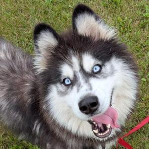 May, Siberian Husky, adult, available for adoption