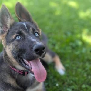 Nobu, Mixed Breed, young, available for adoption