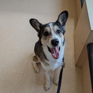 A tri-colored dog with its tongue hanging out sits on a carpeted floor.