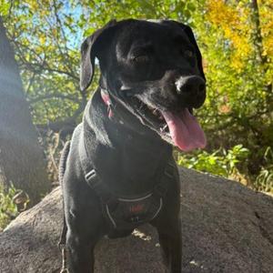 Stubby Tubby, Labrador Retriever, adult, available for adoption