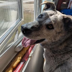 Ollie, Mixed Breed, adult, available for adoption