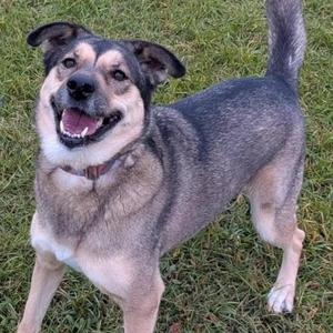A happy dog with a black and gray coat standing on grass, its mouth open in a joyful expression.