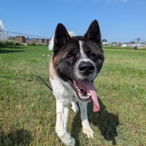 Diggie Smalls, Akita, young, available for adoption