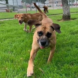 Millie, Boxer, young, available for adoption