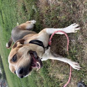 A brown and white dog with floppy ears lying on the grass, wearing a black collar and a pink leash.