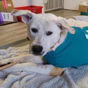 Belladonna, Mixed Breed, adult, available for adoption