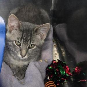 Benny, available for adoption